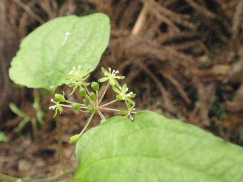 f:id:chuumeikun:20160630002504j:plain