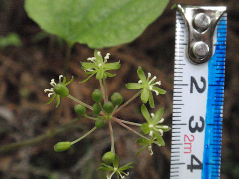 f:id:chuumeikun:20160630002524j:plain