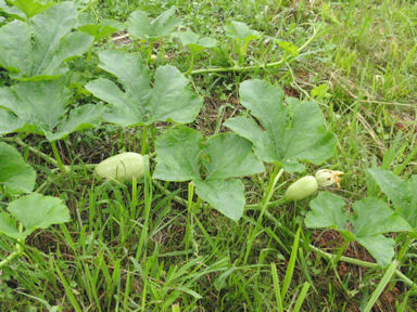 f:id:chuumeikun:20160630002540j:plain