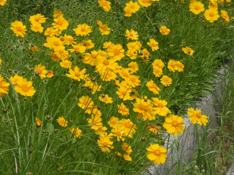 f:id:chuumeikun:20160701043937j:plain