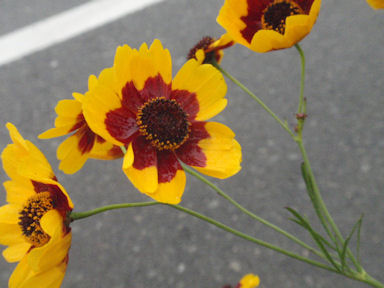 f:id:chuumeikun:20160701044044j:plain