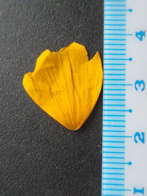 f:id:chuumeikun:20160701044204j:plain