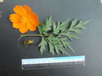 f:id:chuumeikun:20160701044340j:plain