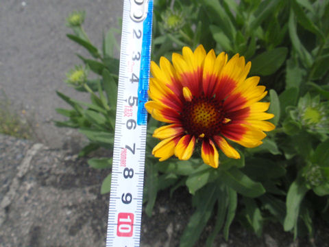 f:id:chuumeikun:20160701044431j:plain