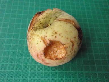 f:id:chuumeikun:20160701044541j:plain