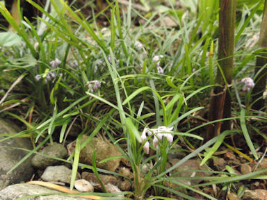 f:id:chuumeikun:20160702040115j:plain f:id:chuumeikun:20160702040115j:plain