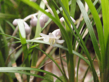 f:id:chuumeikun:20160702040129j:plain f:id:chuumeikun:20160702040129j:plain