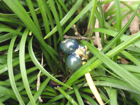 f:id:chuumeikun:20160702040142j:plain f:id:chuumeikun:20160702040142j:plain