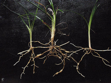 f:id:chuumeikun:20160702040213j:plain f:id:chuumeikun:20160702040213j:plain