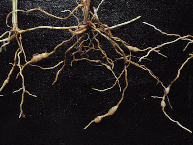 f:id:chuumeikun:20160702040226j:plain f:id:chuumeikun:20160702040226j:plain