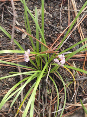 f:id:chuumeikun:20160702040238j:plain f:id:chuumeikun:20160702040238j:plain