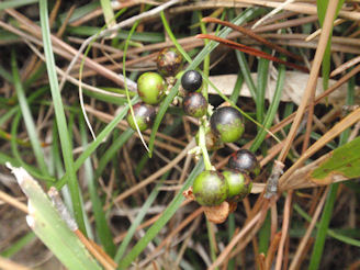 f:id:chuumeikun:20160702040308j:plain f:id:chuumeikun:20160702040308j:plain