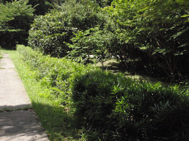 f:id:chuumeikun:20160702040410j:plain f:id:chuumeikun:20160702040410j:plain