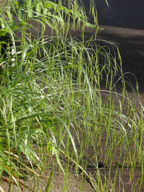 f:id:chuumeikun:20160710044048j:plain f:id:chuumeikun:20160710044048j:plain