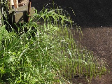 f:id:chuumeikun:20160710044101j:plain f:id:chuumeikun:20160710044101j:plain