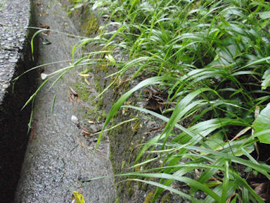 f:id:chuumeikun:20160710044205j:plain f:id:chuumeikun:20160710044205j:plain