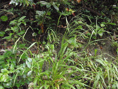 f:id:chuumeikun:20160710044218j:plain f:id:chuumeikun:20160710044218j:plain