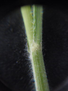 f:id:chuumeikun:20160710044306j:plain f:id:chuumeikun:20160710044306j:plain