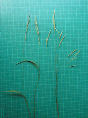 f:id:chuumeikun:20160710044320j:plain f:id:chuumeikun:20160710044320j:plain