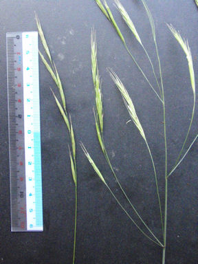 f:id:chuumeikun:20160710044352j:plain f:id:chuumeikun:20160710044352j:plain