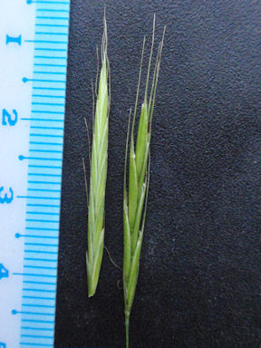 f:id:chuumeikun:20160710044412j:plain f:id:chuumeikun:20160710044412j:plain