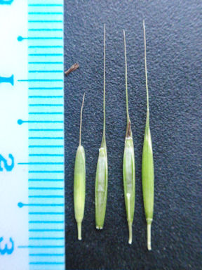 f:id:chuumeikun:20160710044437j:plain f:id:chuumeikun:20160710044437j:plain