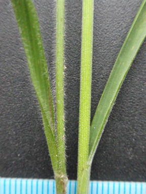 f:id:chuumeikun:20160710044515j:plain f:id:chuumeikun:20160710044515j:plain