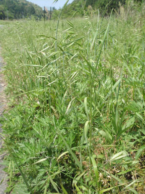 f:id:chuumeikun:20160711011815j:plain