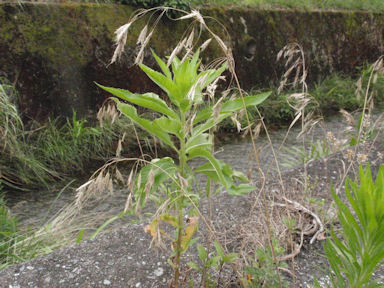 f:id:chuumeikun:20160711012035j:plain