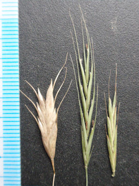 f:id:chuumeikun:20160711012240j:plain