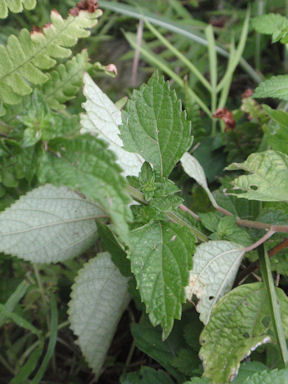 f:id:chuumeikun:20160712010801j:plain f:id:chuumeikun:20160712010801j:plain