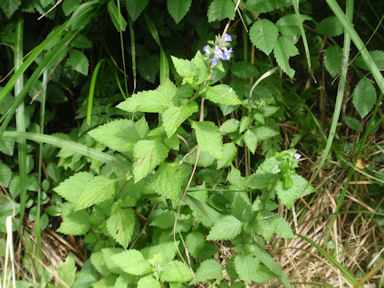 f:id:chuumeikun:20160712010826j:plain f:id:chuumeikun:20160712010826j:plain