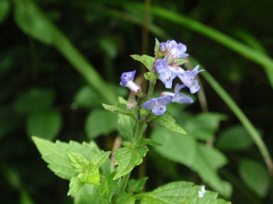 f:id:chuumeikun:20160712010841j:plain f:id:chuumeikun:20160712010841j:plain