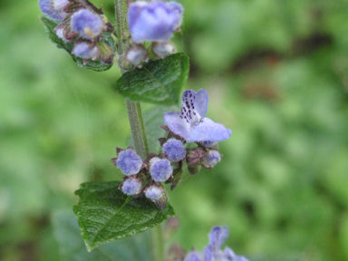 f:id:chuumeikun:20160712010853j:plain f:id:chuumeikun:20160712010853j:plain