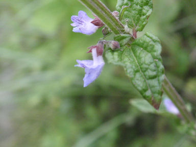 f:id:chuumeikun:20160712010913j:plain f:id:chuumeikun:20160712010913j:plain