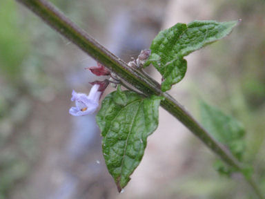 f:id:chuumeikun:20160712010934j:plain f:id:chuumeikun:20160712010934j:plain