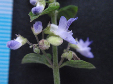 f:id:chuumeikun:20160712010950j:plain f:id:chuumeikun:20160712010950j:plain