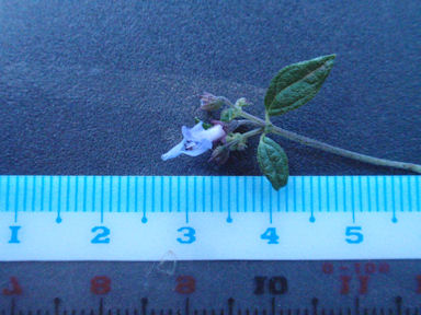 f:id:chuumeikun:20160712011047j:plain f:id:chuumeikun:20160712011047j:plain