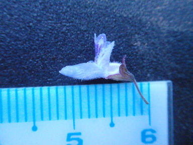 f:id:chuumeikun:20160712011103j:plain f:id:chuumeikun:20160712011103j:plain