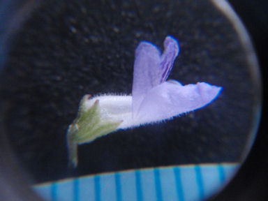 f:id:chuumeikun:20160712011126j:plain f:id:chuumeikun:20160712011126j:plain