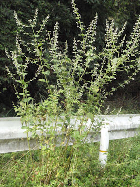 f:id:chuumeikun:20160712011145j:plain f:id:chuumeikun:20160712011145j:plain