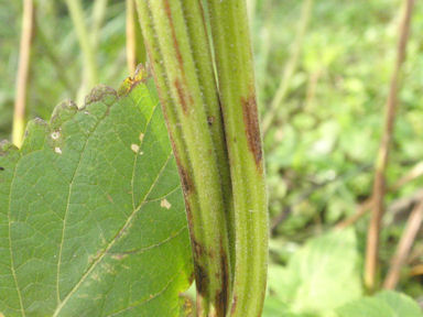 f:id:chuumeikun:20160712011205j:plain f:id:chuumeikun:20160712011205j:plain