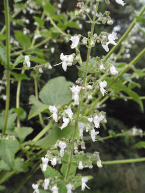 f:id:chuumeikun:20160712011255j:plain f:id:chuumeikun:20160712011255j:plain