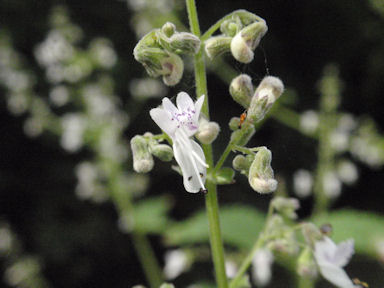 f:id:chuumeikun:20160712011326j:plain f:id:chuumeikun:20160712011326j:plain