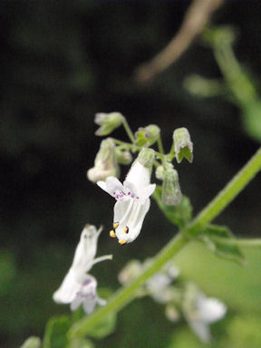 f:id:chuumeikun:20160712011341j:plain f:id:chuumeikun:20160712011341j:plain