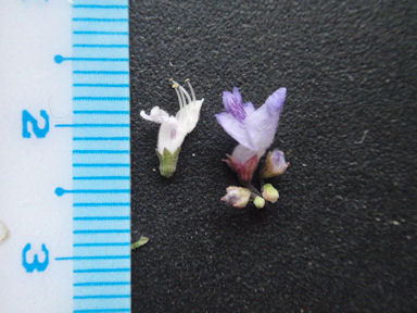 f:id:chuumeikun:20160712011407j:plain f:id:chuumeikun:20160712011407j:plain