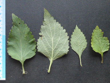 f:id:chuumeikun:20160712011425j:plain f:id:chuumeikun:20160712011425j:plain