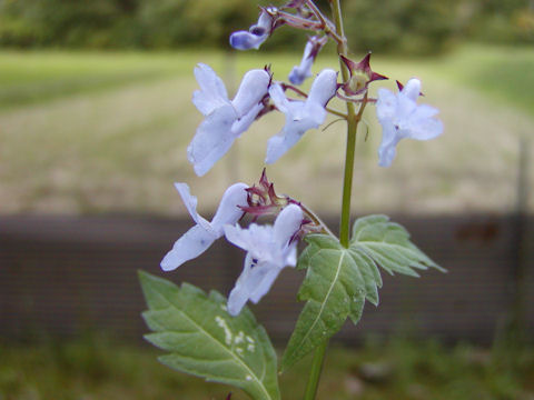 f:id:chuumeikun:20160712011441j:plain f:id:chuumeikun:20160712011441j:plain