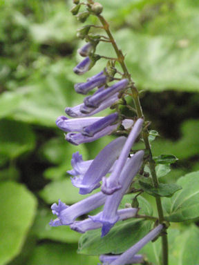 f:id:chuumeikun:20160712011500j:plain f:id:chuumeikun:20160712011500j:plain