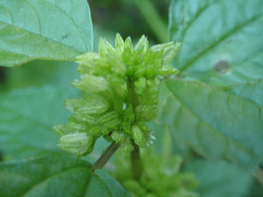 f:id:chuumeikun:20160719045111j:plain